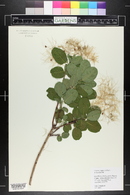 Cotinus coggygria image