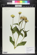 Heliopsis helianthoides var. scabra image