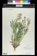 Astragalus bisulcatus var. major image