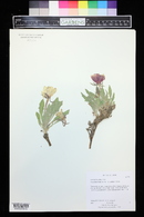 Oenothera cespitosa var. stellae image