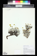 Eriogonum mancum image