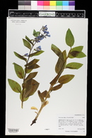 Mertensia ciliata image