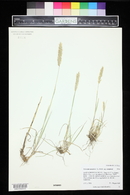 Trisetum spicatum image