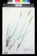 Calamagrostis purpurascens image