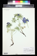 Delphinium ramosum image