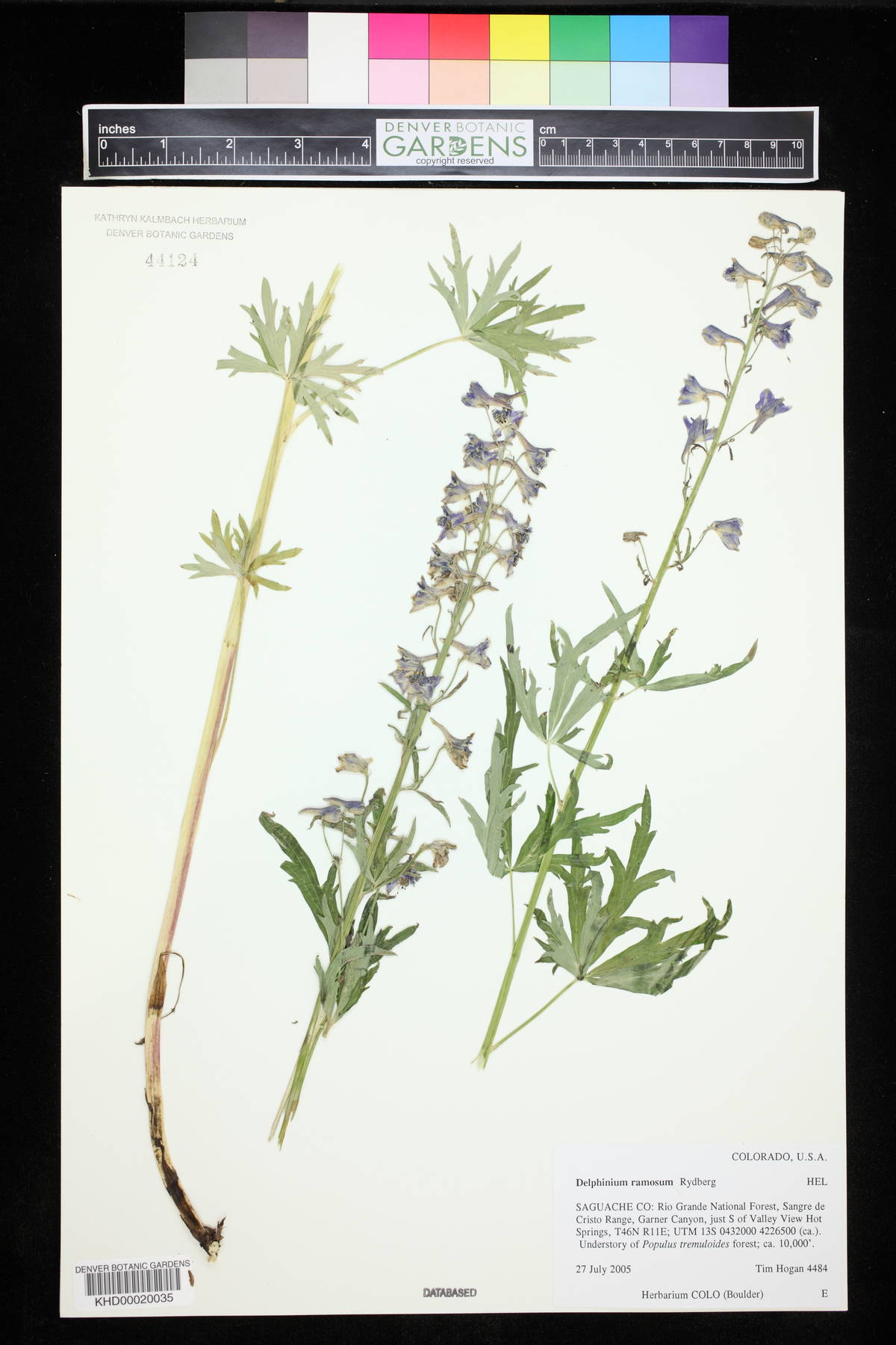 Delphinium ramosum image