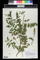 Glycyrrhiza lepidota image