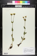 Arnica mollis image