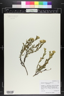 Ericameria discoidea image