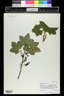 Ribes laxiflorum image