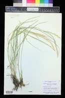 Leymus triticoides image