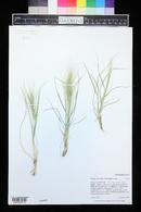 Elymus elymoides image