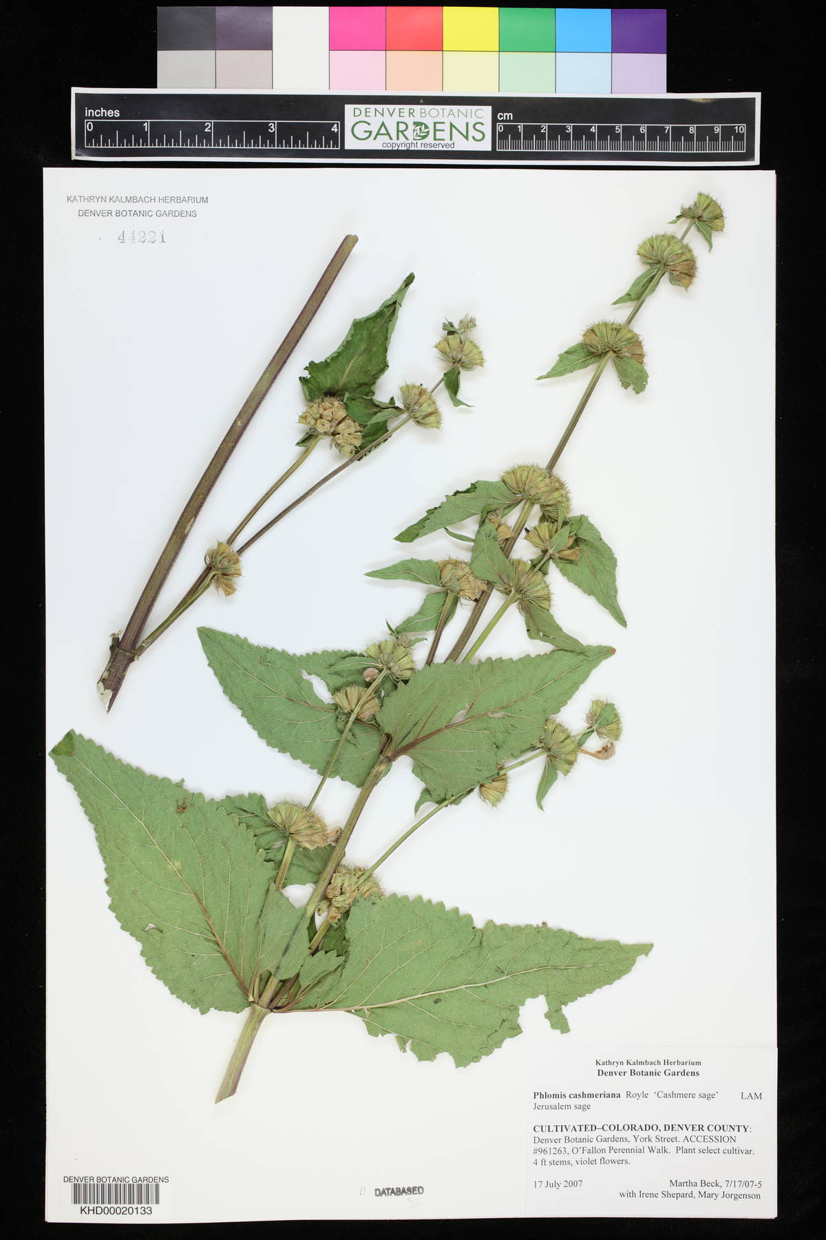 Phlomis cashmeriana image