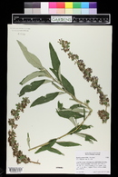 Buddleja alternifolia image