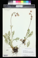 Geum triflorum image