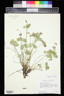 Aquilegia elegantula image