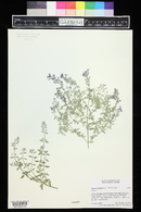 Nepeta racemosa image