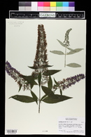 Buddleja davidii image