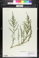 Amaranthus albus image