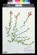 Epilobium canum subsp. garrettii image