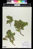 Arctostaphylos x coloradensis image