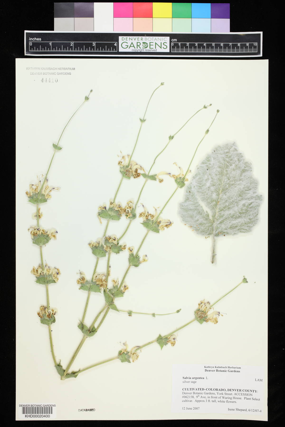 Salvia argentea image