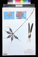 Bulbophyllum rothschildianum image