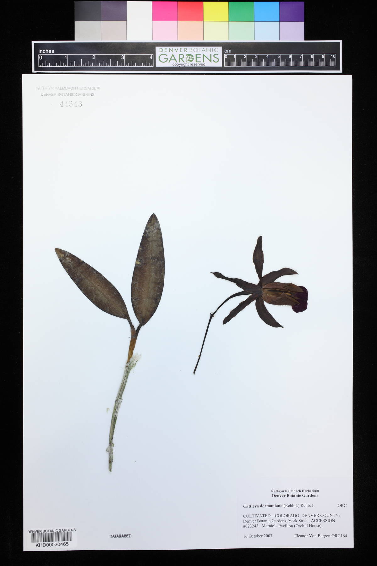 Cattleya dormaniana image