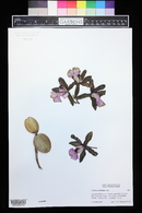 Image of Cattleya aclandiae