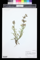 Penstemon albidus image