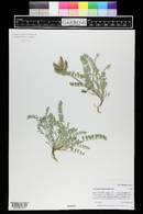 Astragalus missouriensis image