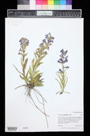 Penstemon angustifolius image