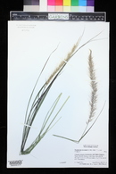 Pennisetum setaceum image