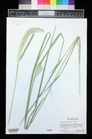 Pennisetum orientale image