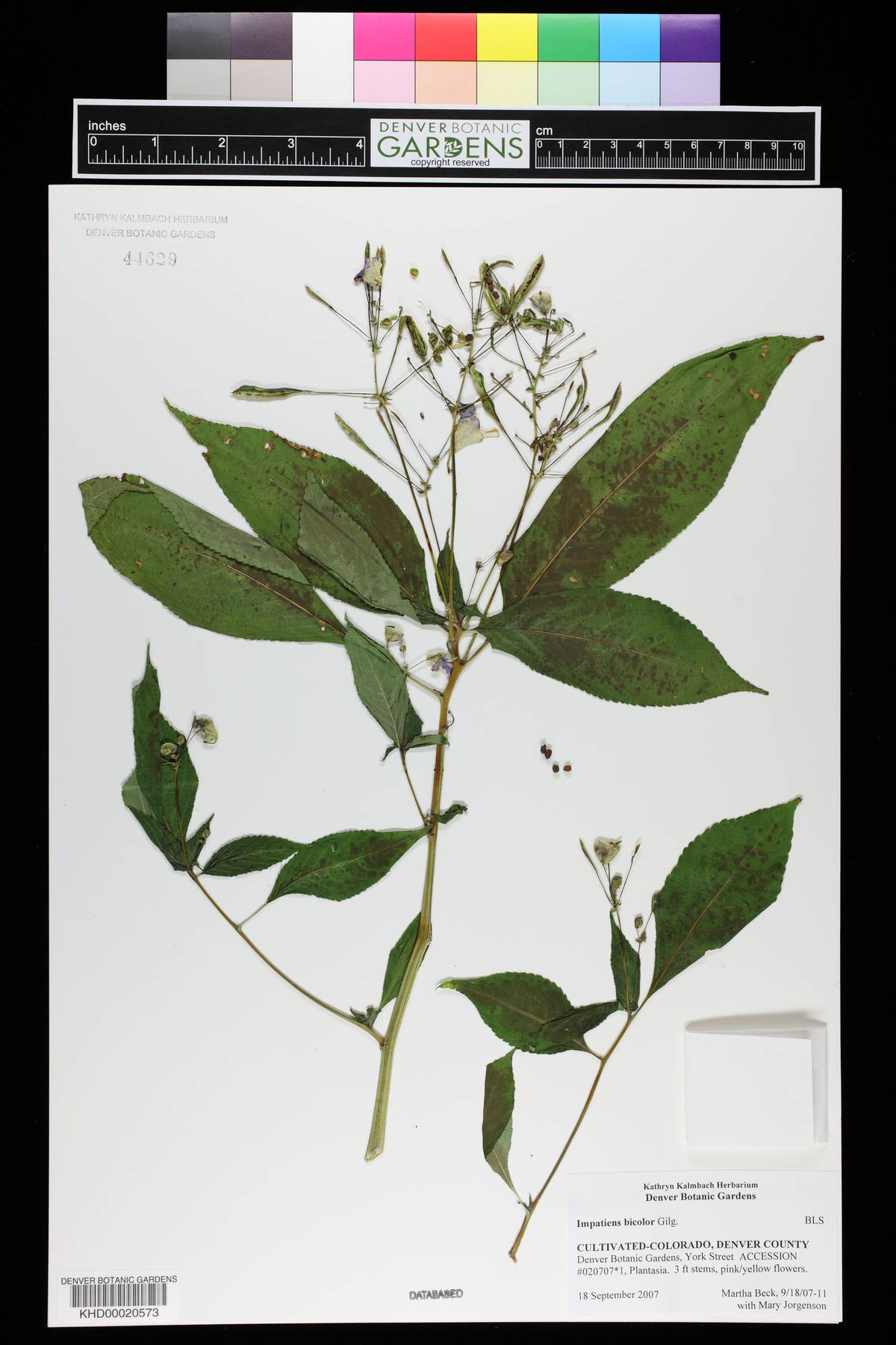 Impatiens bicolor image