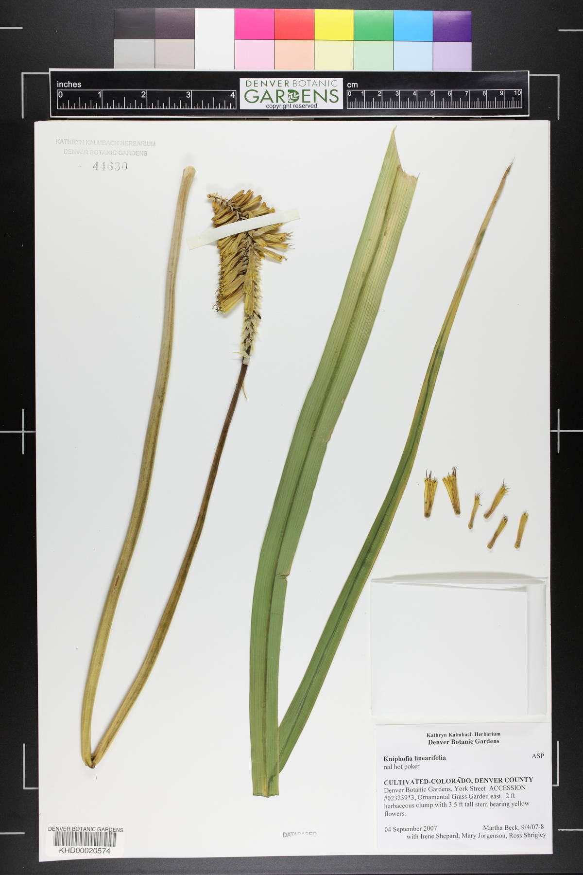 Kniphofia linearifolia image