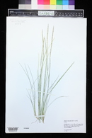 Digitaria monodactyla image