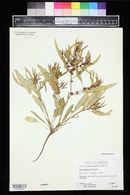 Rumex maritimus image