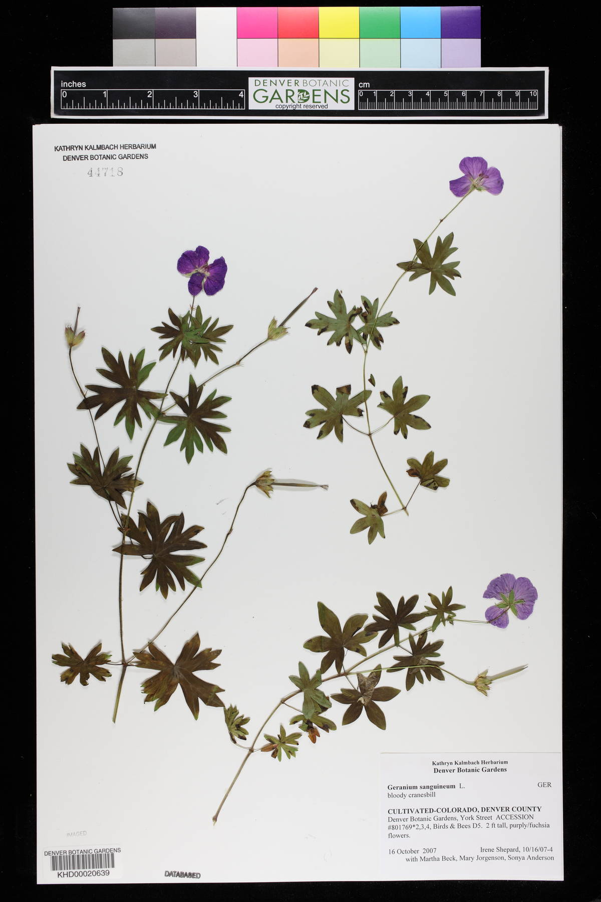 Geranium sanguineum image