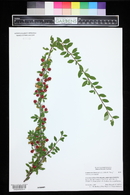 Cotoneaster dammeri image