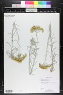 Helichrysum angustifolium image