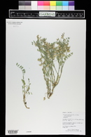 Astragalus pubentissimus var. pubentissimus image