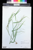 Leptochloa panicea image