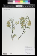 Astragalus lentiginosus var. diphysus image