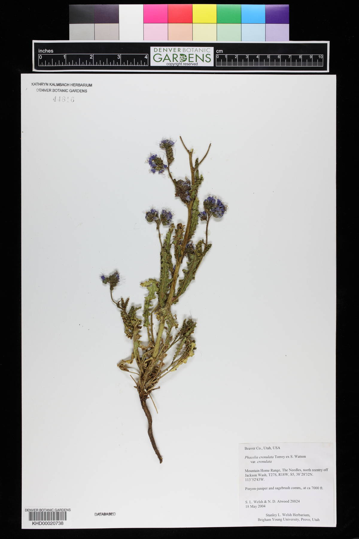 Phacelia crenulata var. crenulata image