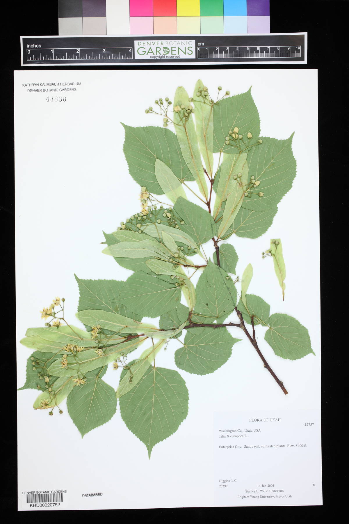 Tilia × europaea image