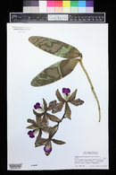 Cattleya amethystoglossa image