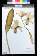 Image of Cattleya quadricolor