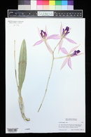 Laelia anceps image