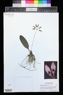 Bulbophyllum flabellum-veneris image
